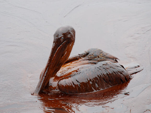 Audubon Remembers Deepwater Horizon: Accountability Matters