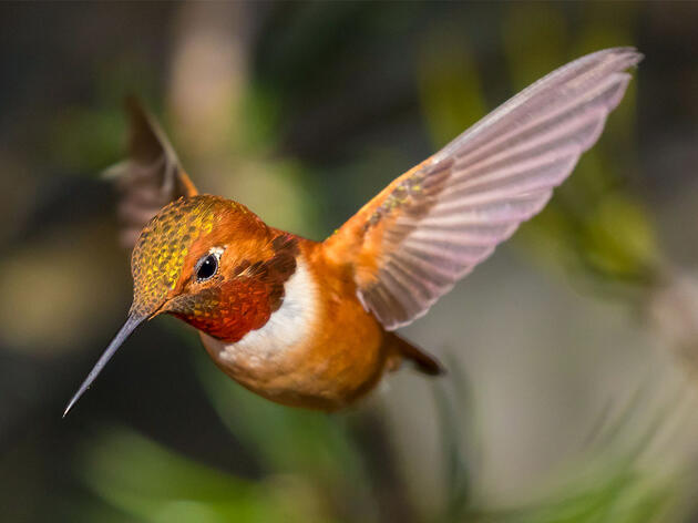 The Origins of Hummingbirds Are Still a Major Mystery