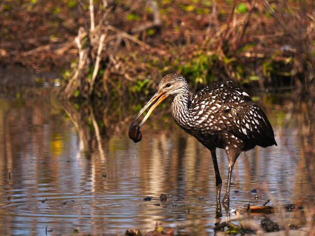 What the what? Louisiana’s First and Second Limpkin Reports!