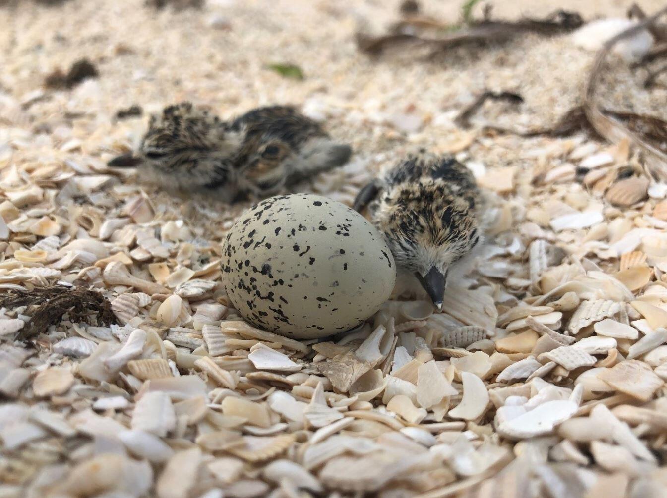 Snowy Plover chicks.